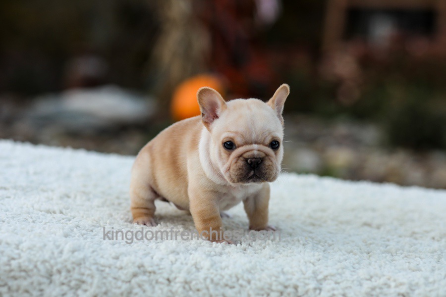 Jill - Cream Image of Jill - Cream, a French Bulldog puppy