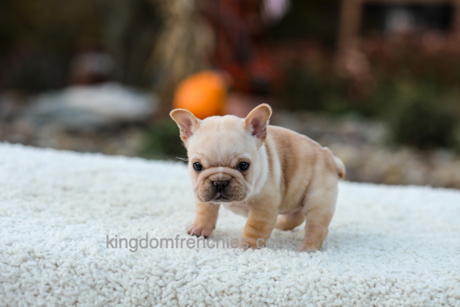 Jill - Cream Image of Jill - Cream, a French Bulldog puppy