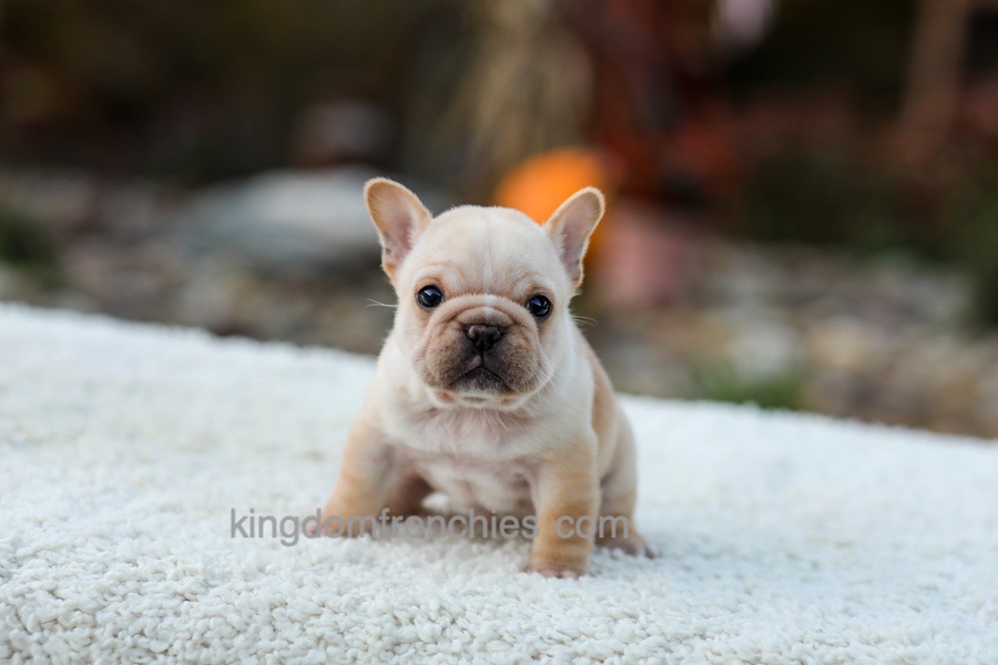 Jill - Cream Image of Jill - Cream, a French Bulldog puppy