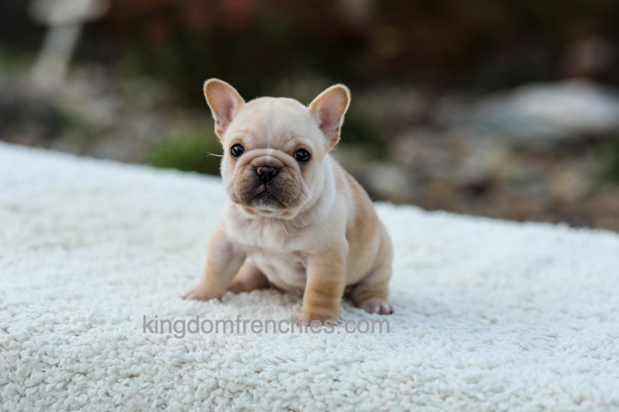 Jill - Cream Image of Jill - Cream, a French Bulldog puppy