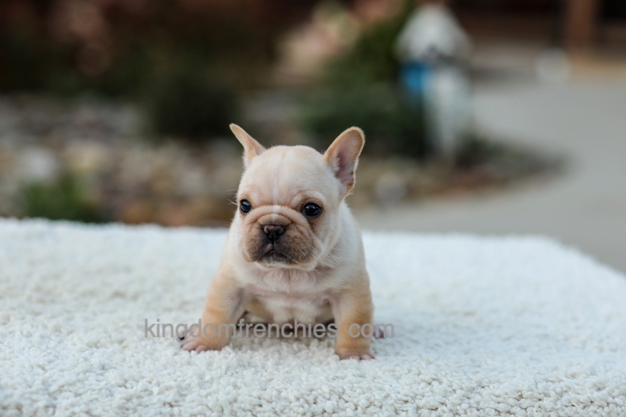 Jill - Cream Image of Jill - Cream, a French Bulldog puppy