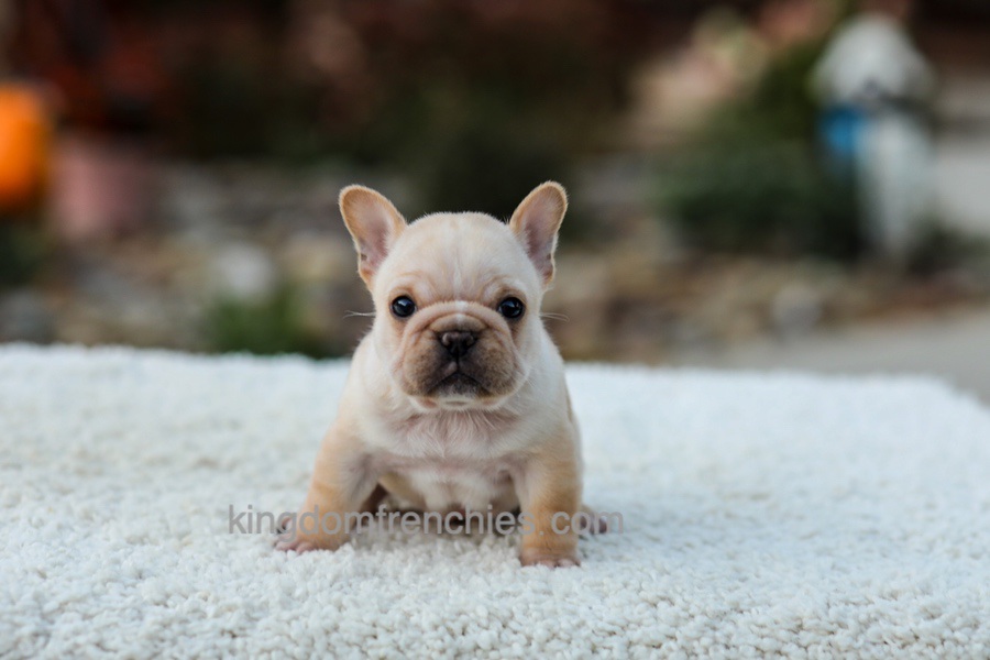 Jill - Cream Image of Jill - Cream, a French Bulldog puppy
