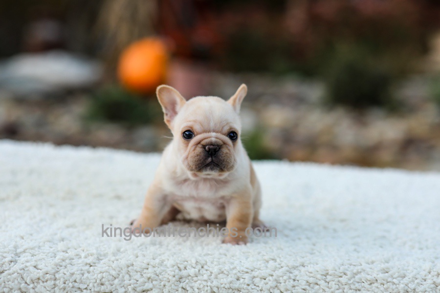 Jill - Cream Image of Jill - Cream, a French Bulldog puppy
