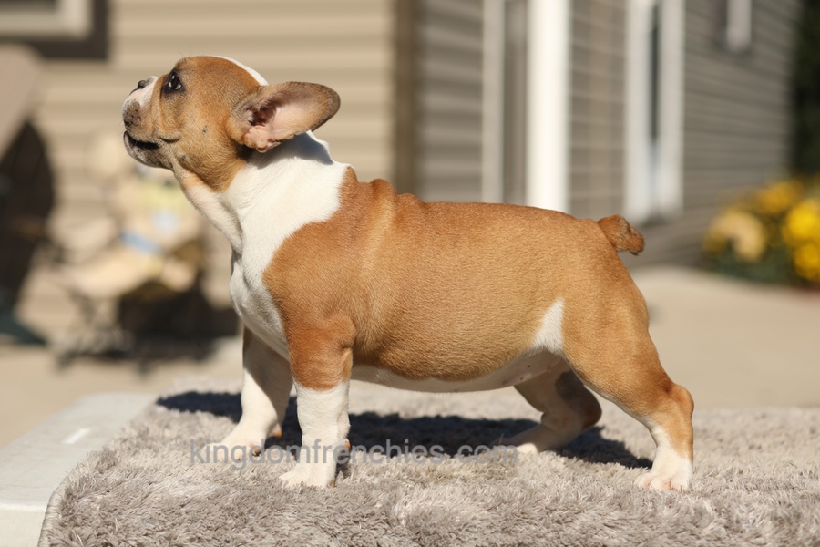 Oasis - Fawn/White Image of Oasis - Fawn/White, a French Bulldog puppy