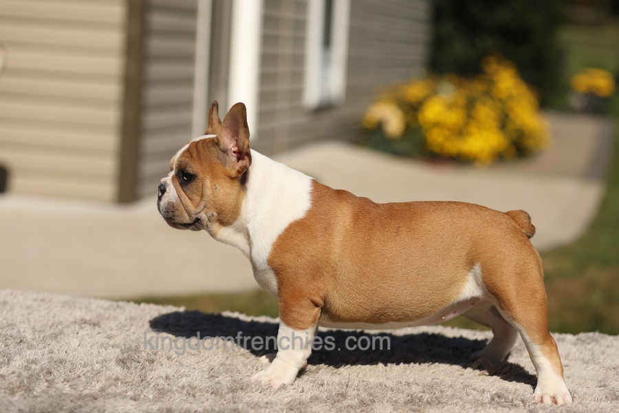 Oasis - Fawn/White Image of Oasis - Fawn/White, a French Bulldog puppy