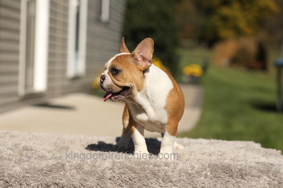 Oasis - Fawn/White Image of Oasis - Fawn/White, a French Bulldog puppy