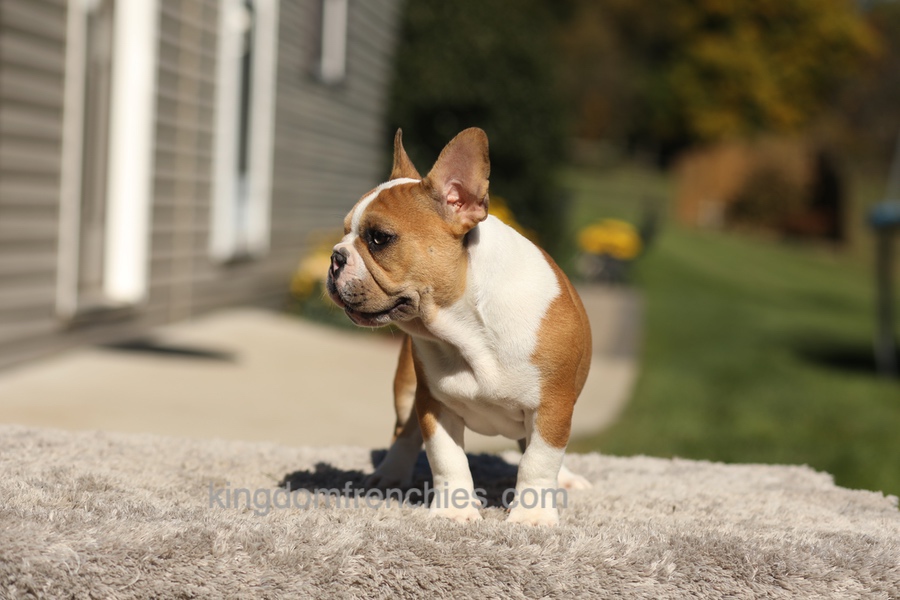 Oasis - Fawn/White Image of Oasis - Fawn/White, a French Bulldog puppy