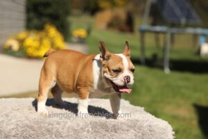 Image of Oasis - Fawn/White, a French Bulldog puppy