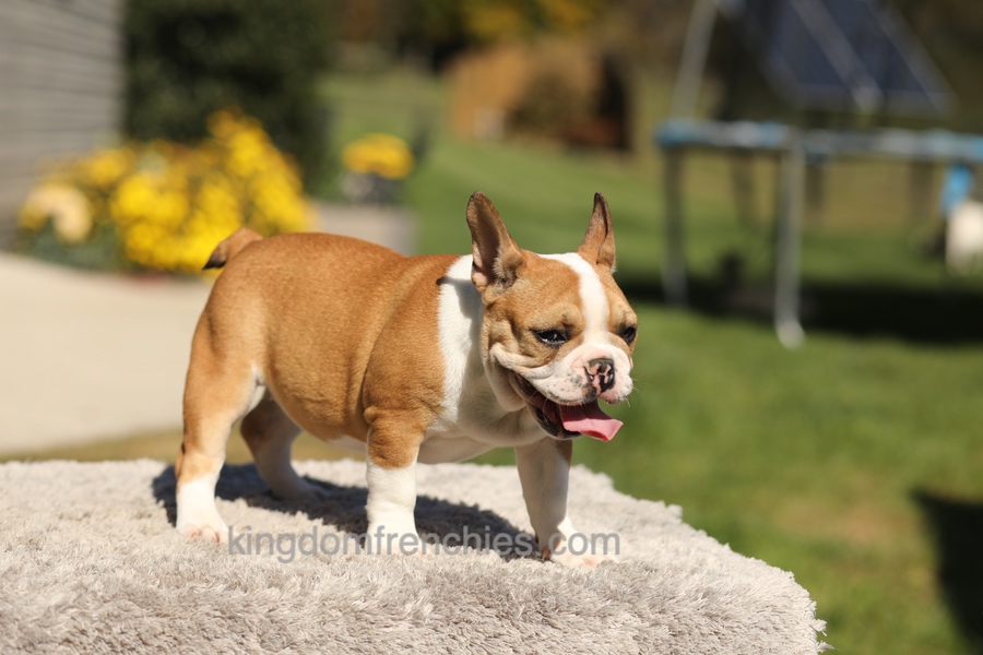 Oasis - Fawn/White Image of Oasis - Fawn/White, a French Bulldog puppy