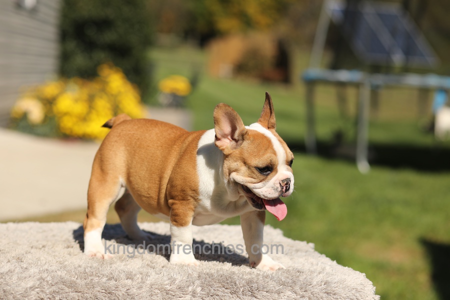 Oasis - Fawn/White Image of Oasis - Fawn/White, a French Bulldog puppy