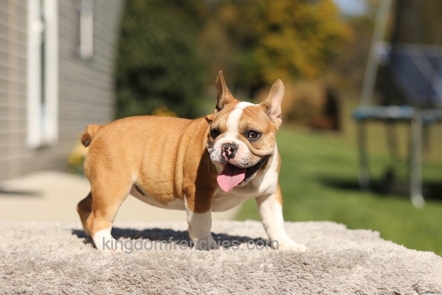 Oasis - Fawn/White Image of Oasis - Fawn/White, a French Bulldog puppy