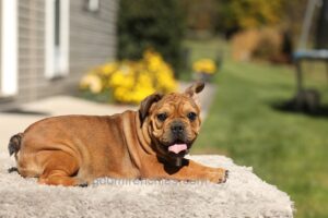 Image of Olive - Fawn Brindle/White, a French Bulldog puppy
