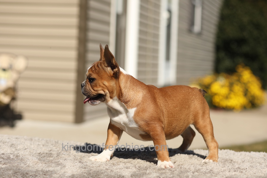 Opal - Fawn/White Image of Opal - Fawn/White, a French Bulldog puppy
