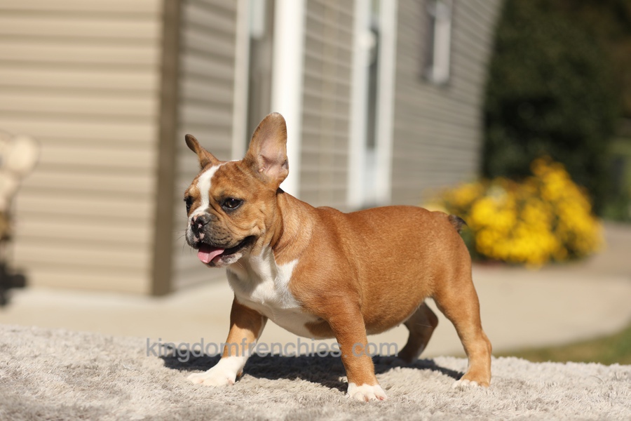 Opal - Fawn/White Image of Opal - Fawn/White, a French Bulldog puppy