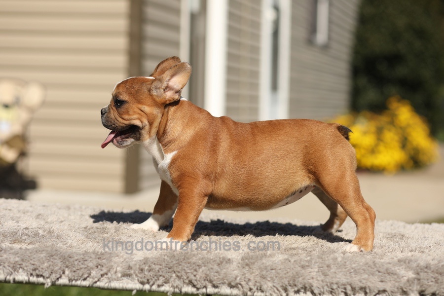 Opal - Fawn/White Image of Opal - Fawn/White, a French Bulldog puppy