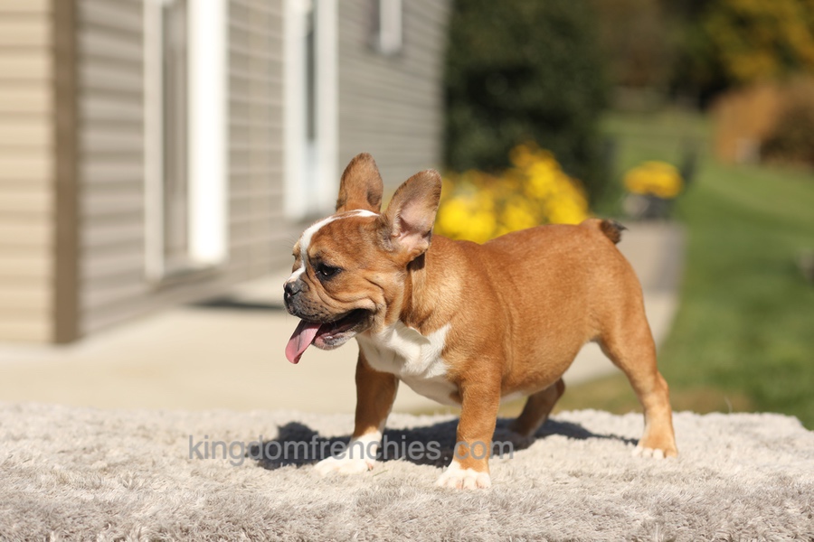 Opal - Fawn/White Image of Opal - Fawn/White, a French Bulldog puppy