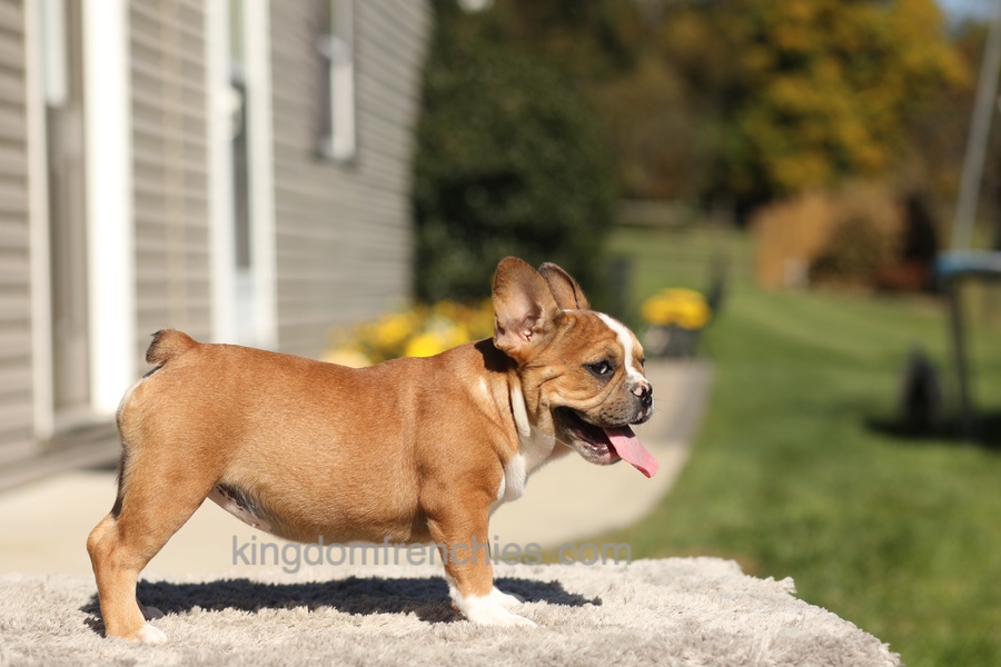 Opal - Fawn/White Image of Opal - Fawn/White, a French Bulldog puppy