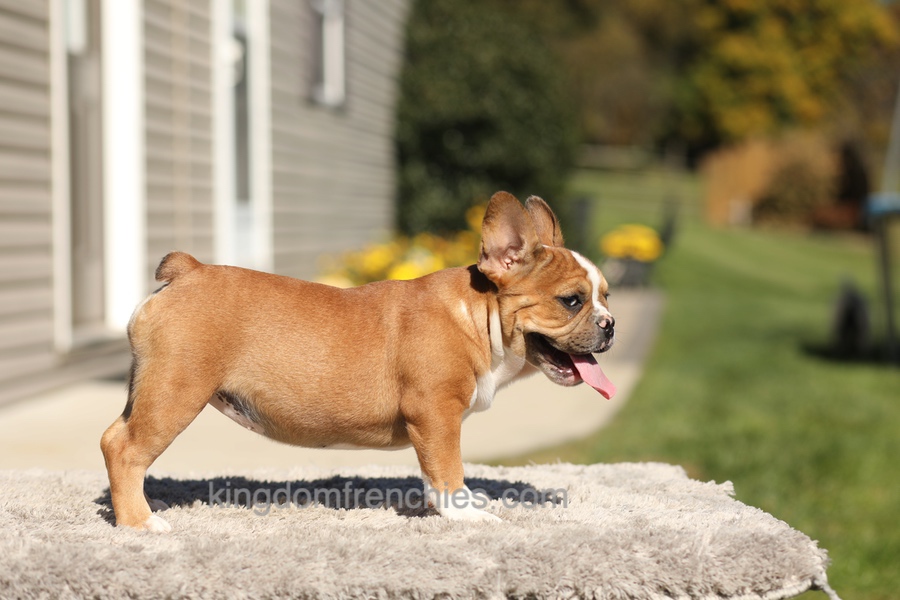 Opal - Fawn/White Image of Opal - Fawn/White, a French Bulldog puppy