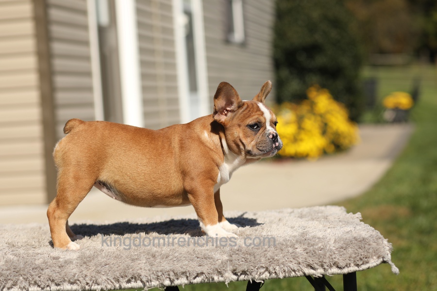 Opal - Fawn/White Image of Opal - Fawn/White, a French Bulldog puppy