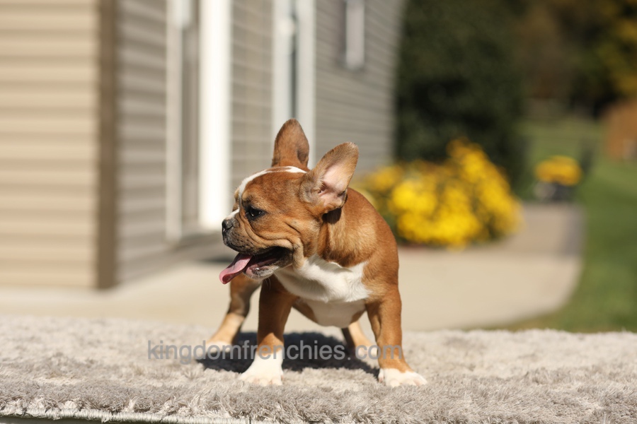 Opal - Fawn/White Image of Opal - Fawn/White, a French Bulldog puppy