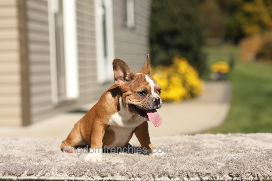 Opal - Fawn/White Image of Opal - Fawn/White, a French Bulldog puppy