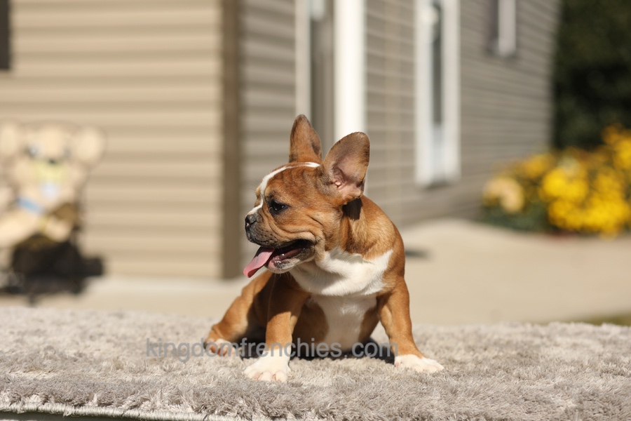 Opal - Fawn/White Image of Opal - Fawn/White, a French Bulldog puppy
