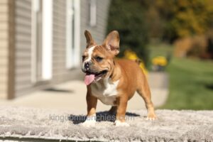 Image of Opal - Fawn/White, a French Bulldog puppy
