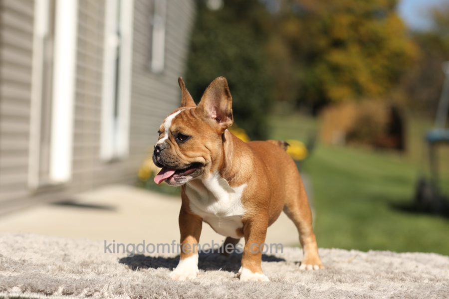 Opal - Fawn/White Image of Opal - Fawn/White, a French Bulldog puppy