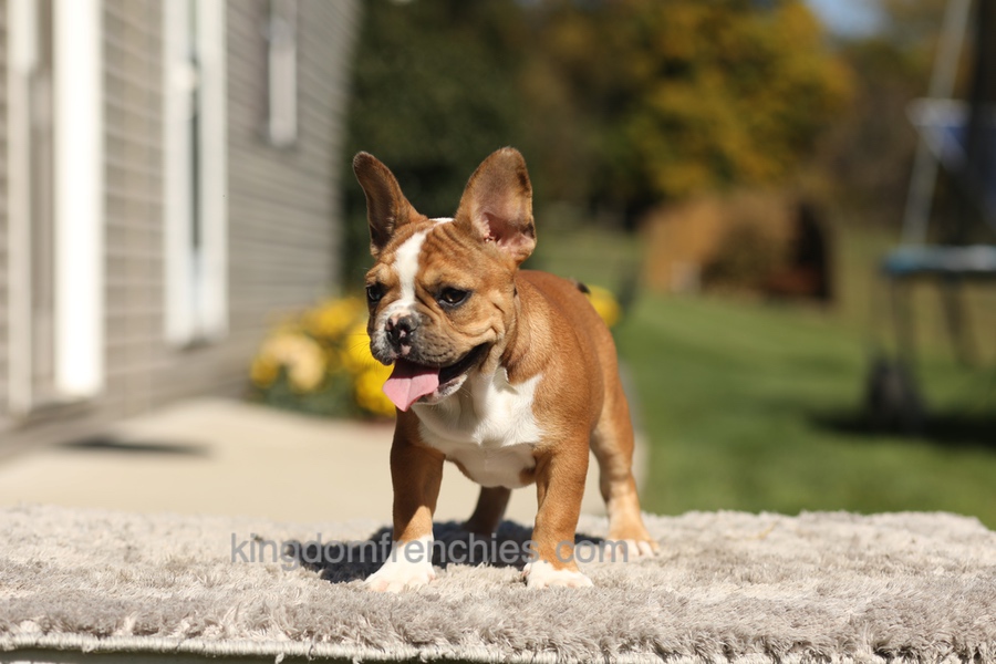 Opal - Fawn/White Image of Opal - Fawn/White, a French Bulldog puppy