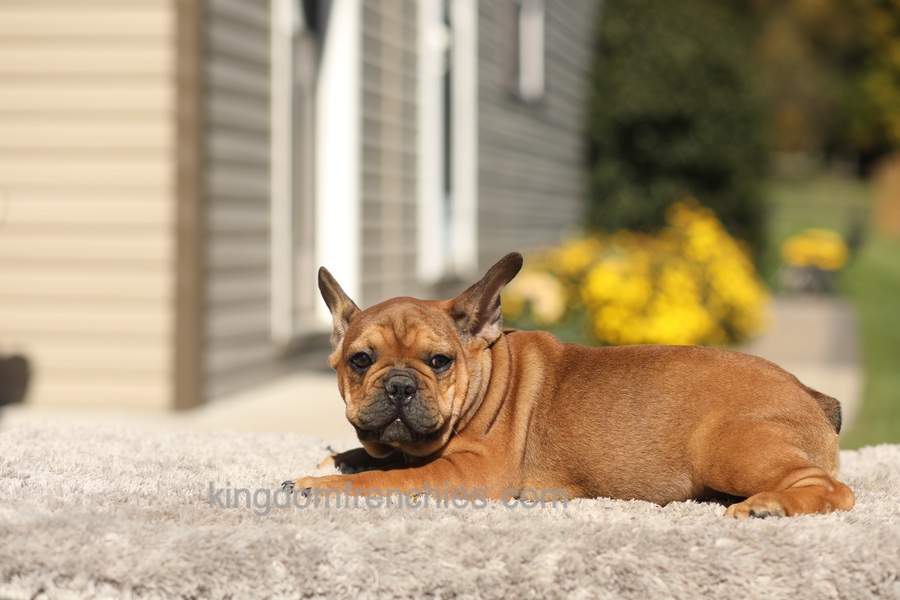 Otto - Fawn Brindle Image of Otto - Fawn Brindle, a French Bulldog puppy