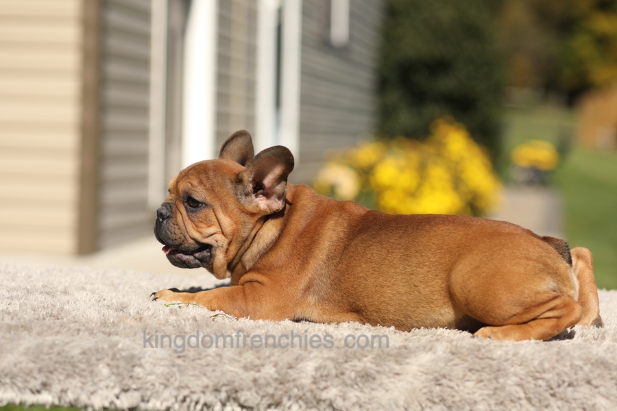 Otto - Fawn Brindle Image of Otto - Fawn Brindle, a French Bulldog puppy