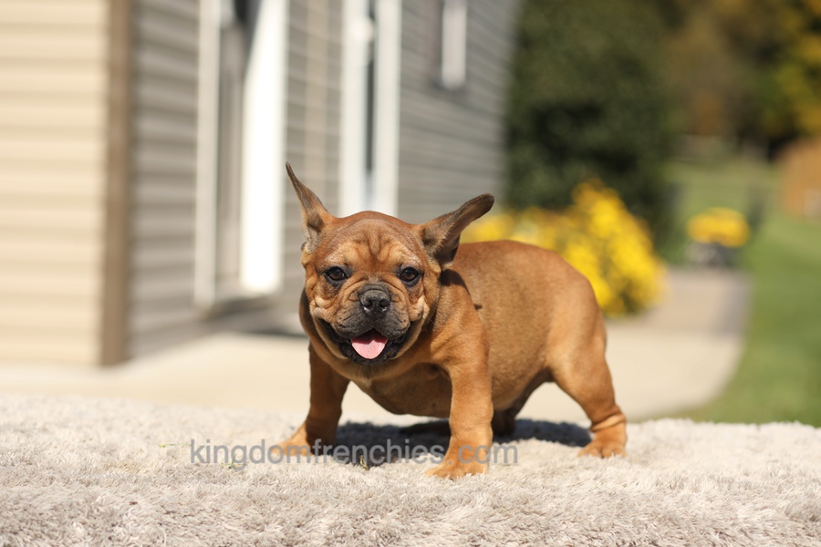 Otto - Fawn Brindle Image of Otto - Fawn Brindle, a French Bulldog puppy