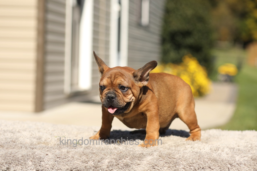 Otto - Fawn Brindle Image of Otto - Fawn Brindle, a French Bulldog puppy