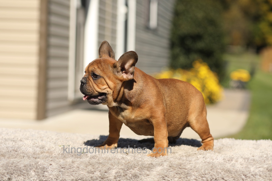 Otto - Fawn Brindle Image of Otto - Fawn Brindle, a French Bulldog puppy