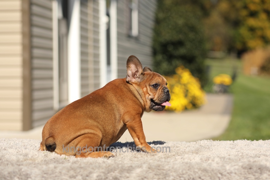 Otto - Fawn Brindle Image of Otto - Fawn Brindle, a French Bulldog puppy
