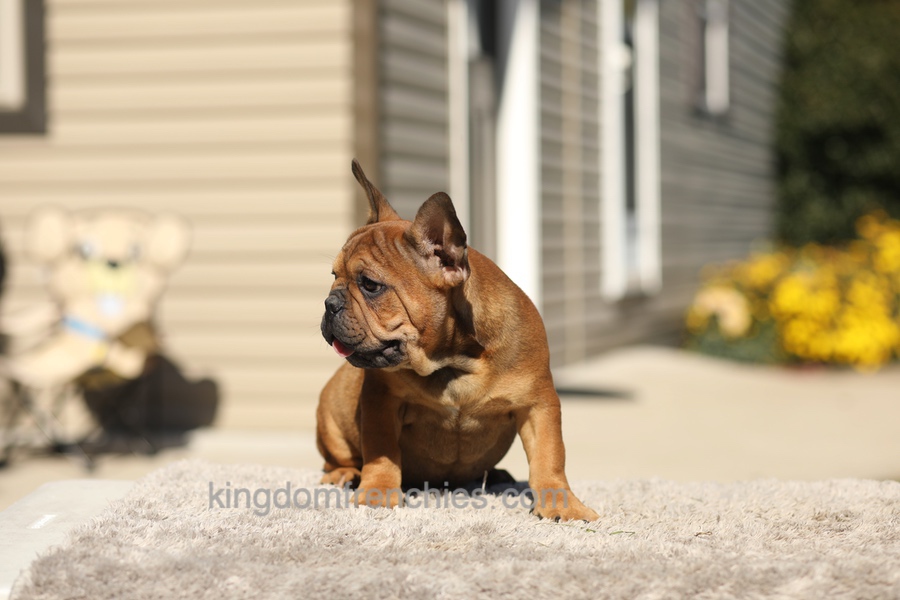Otto - Fawn Brindle Image of Otto - Fawn Brindle, a French Bulldog puppy