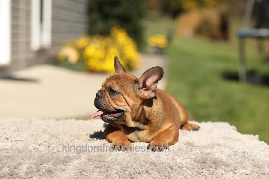 Otto - Fawn Brindle Image of Otto - Fawn Brindle, a French Bulldog puppy