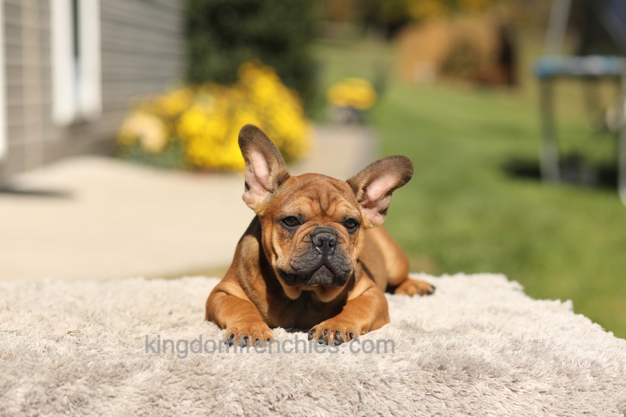 Otto - Fawn Brindle Image of Otto - Fawn Brindle, a French Bulldog puppy