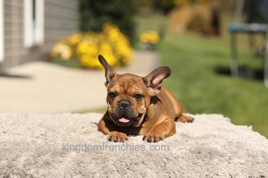 Otto - Fawn Brindle Image of Otto - Fawn Brindle, a French Bulldog puppy