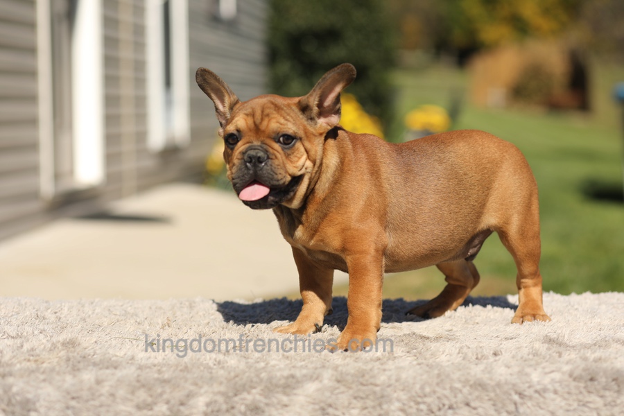 Otto - Fawn Brindle Image of Otto - Fawn Brindle, a French Bulldog puppy