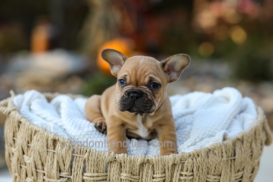 Pumpkin - Fawn Image of Pumpkin - Fawn, a French Bulldog puppy