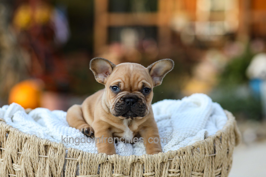 Pumpkin - Fawn Image of Pumpkin - Fawn, a French Bulldog puppy