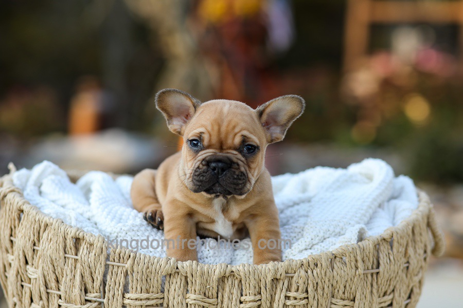 Pumpkin - Fawn Image of Pumpkin - Fawn, a French Bulldog puppy
