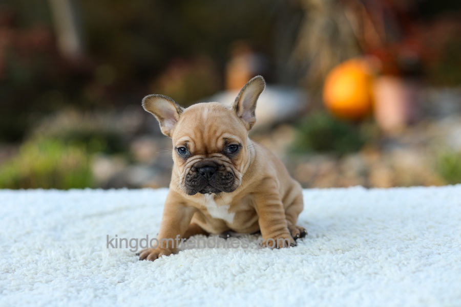 Pumpkin - Fawn Image of Pumpkin - Fawn, a French Bulldog puppy