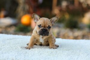 Image of Pumpkin - Fawn, a French Bulldog puppy