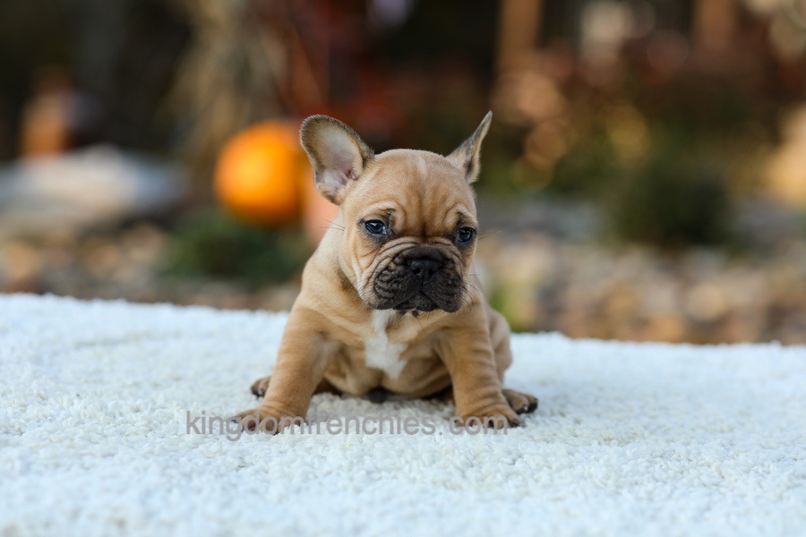 Pumpkin - Fawn Image of Pumpkin - Fawn, a French Bulldog puppy
