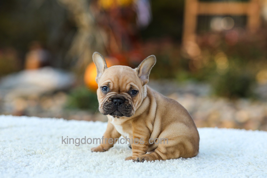Pumpkin - Fawn Image of Pumpkin - Fawn, a French Bulldog puppy