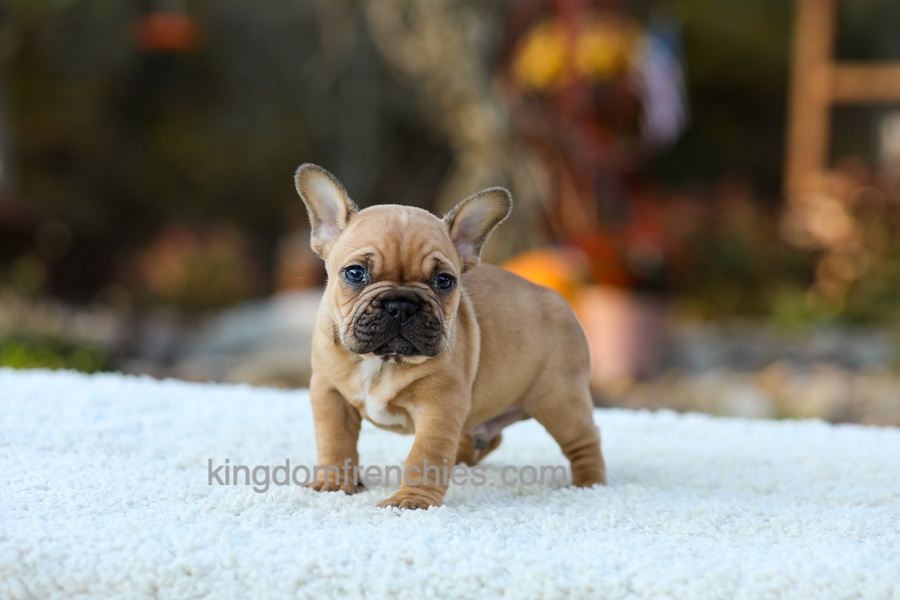 Pumpkin - Fawn Image of Pumpkin - Fawn, a French Bulldog puppy