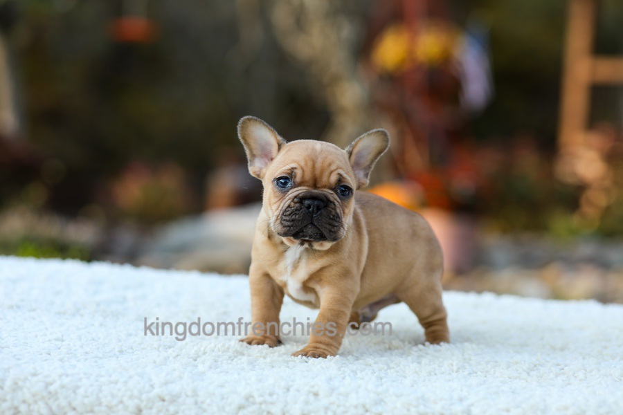 Pumpkin - Fawn Image of Pumpkin - Fawn, a French Bulldog puppy